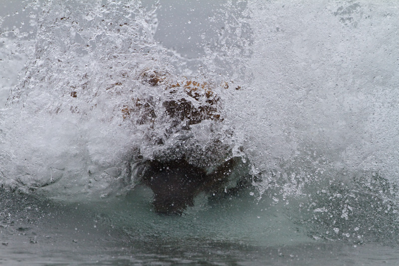 Grizzly Bear Diving For Salmon